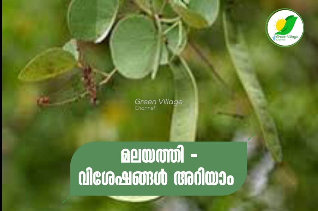IMG 20230901 WA0007 1024x680
