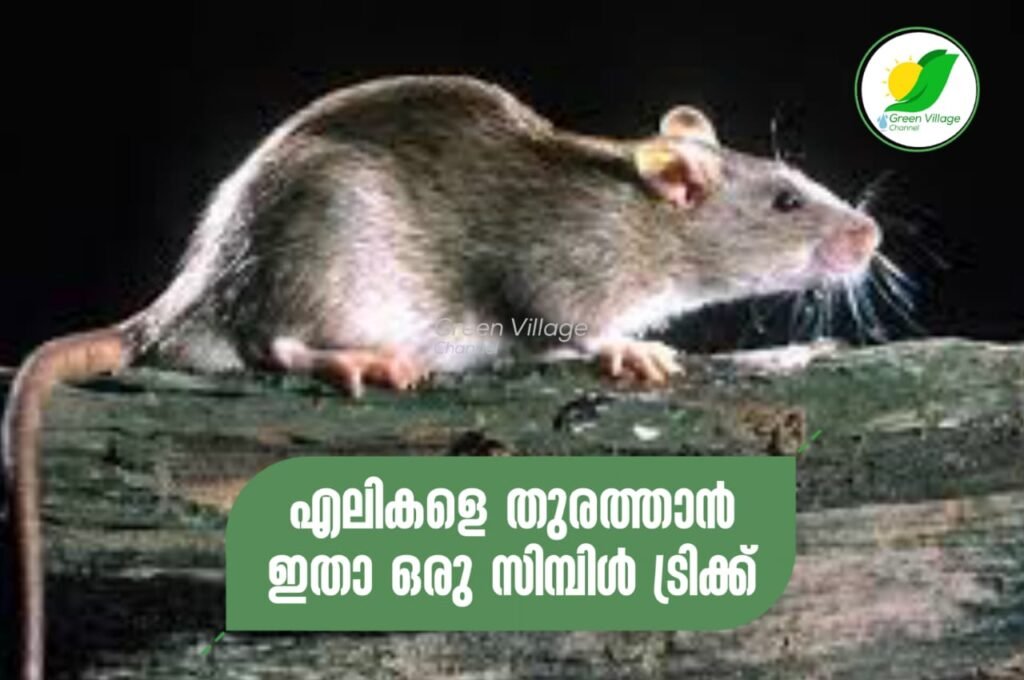 IMG 20230901 WA0068 1024x680