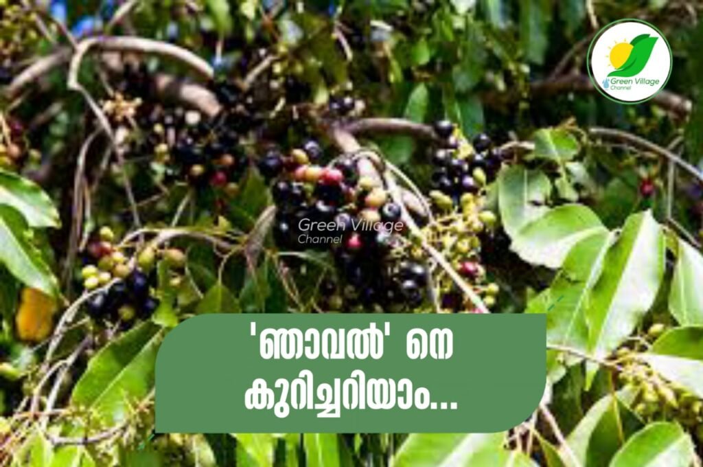 IMG 20230901 WA0070 1024x680