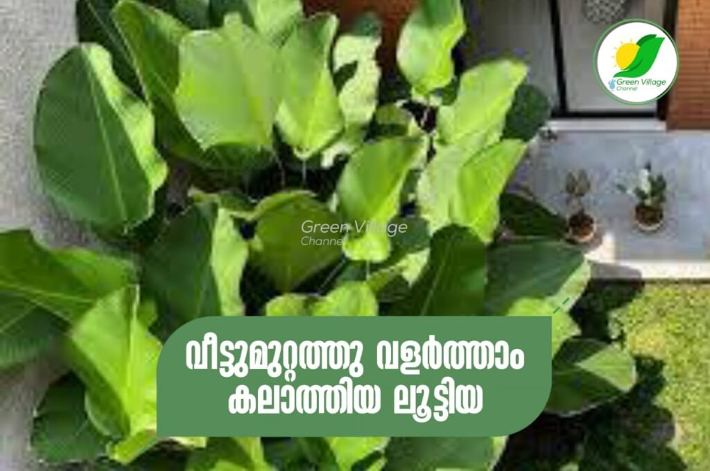 IMG 20230903 WA0045 1024x680