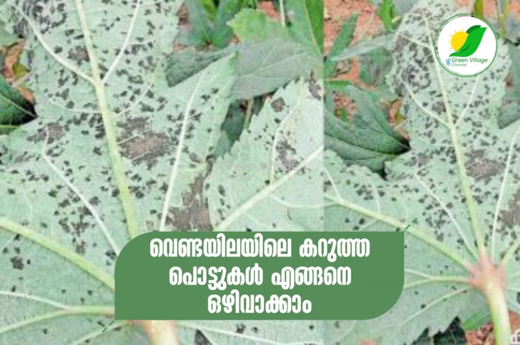IMG 20230905 WA0040 1024x680