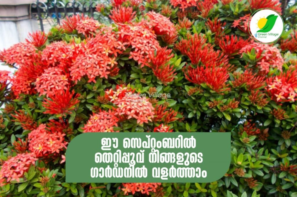 IMG 20230907 WA0001 1024x680