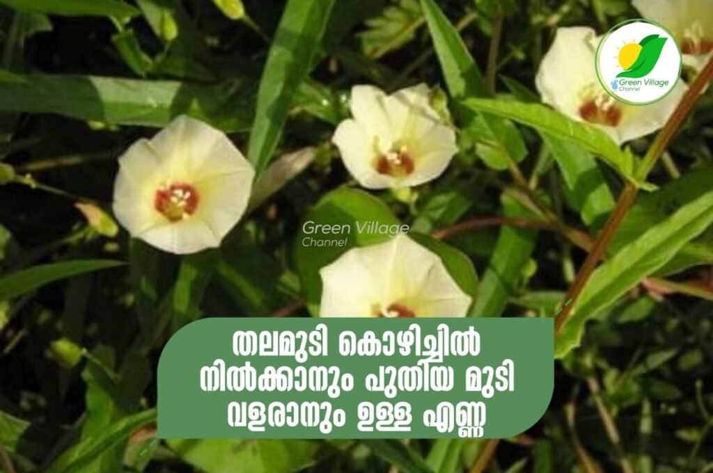 IMG 20230908 WA0099 1024x680