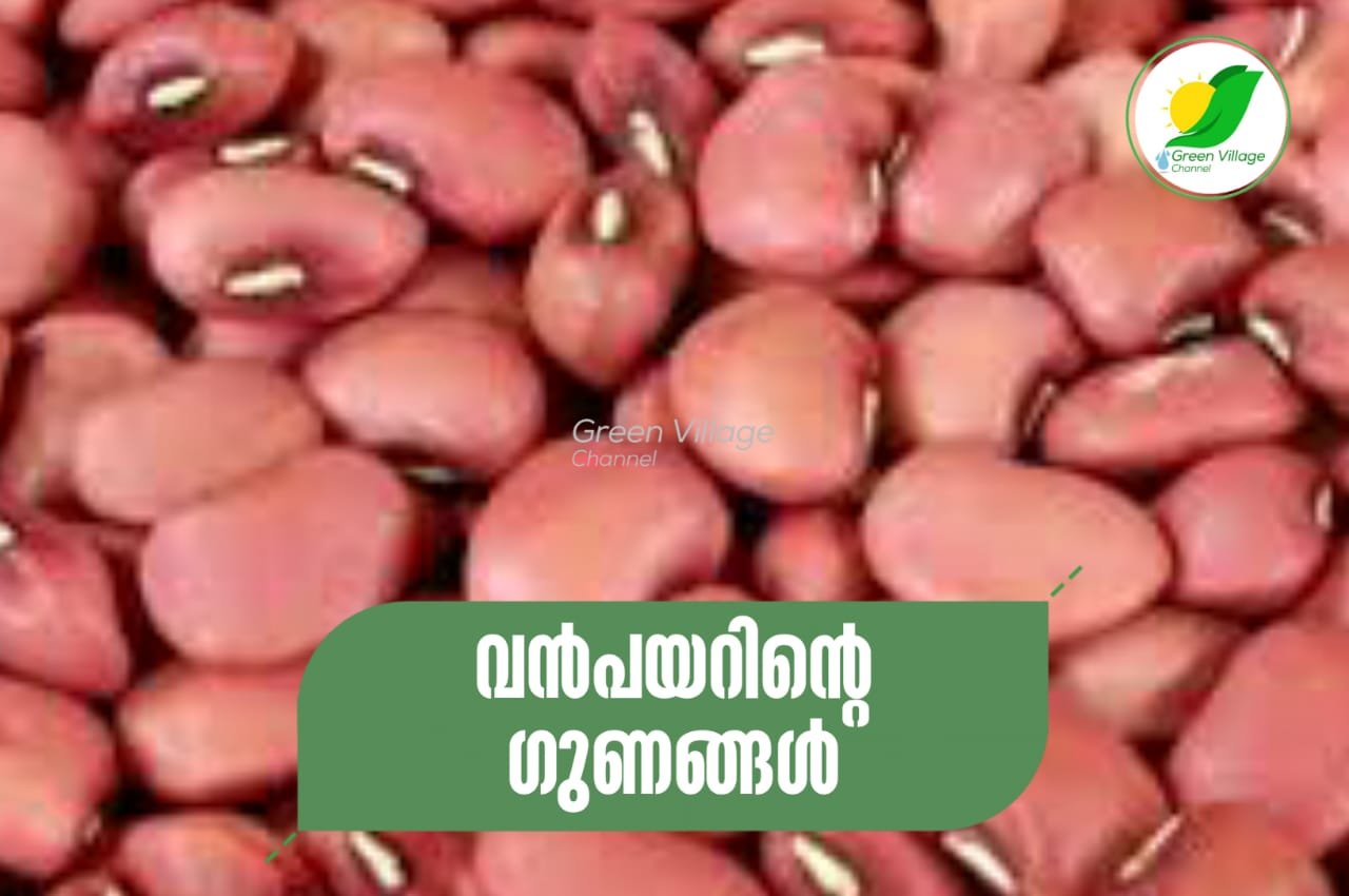 IMG 20230909 WA0065