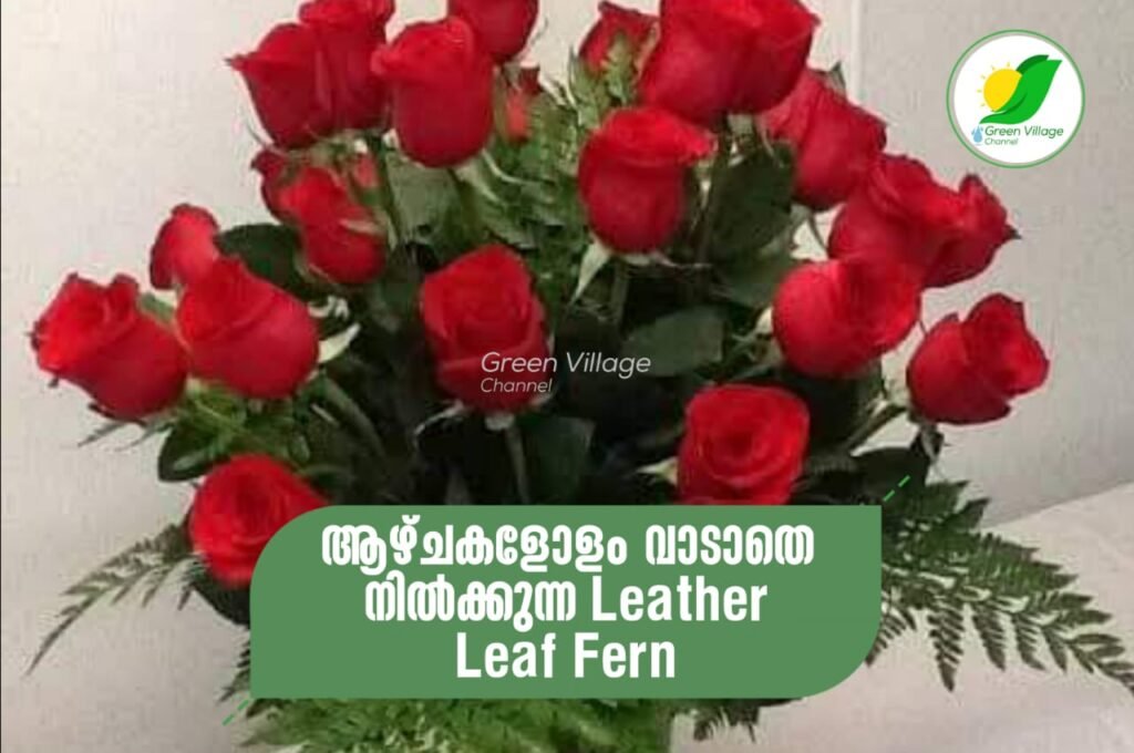 IMG 20230917 WA0049 1024x680
