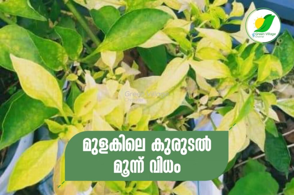 IMG 20230921 WA0052 1024x680