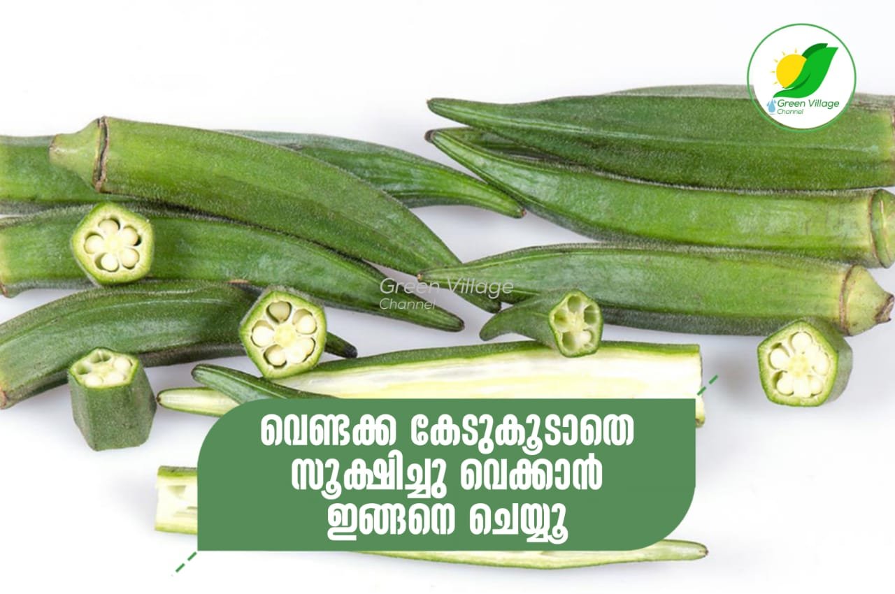 IMG 20230922 WA0100