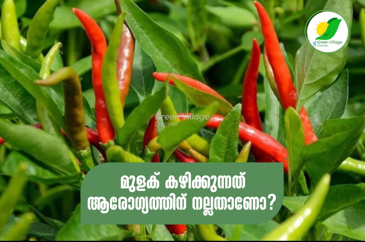 IMG 20230925 WA0058