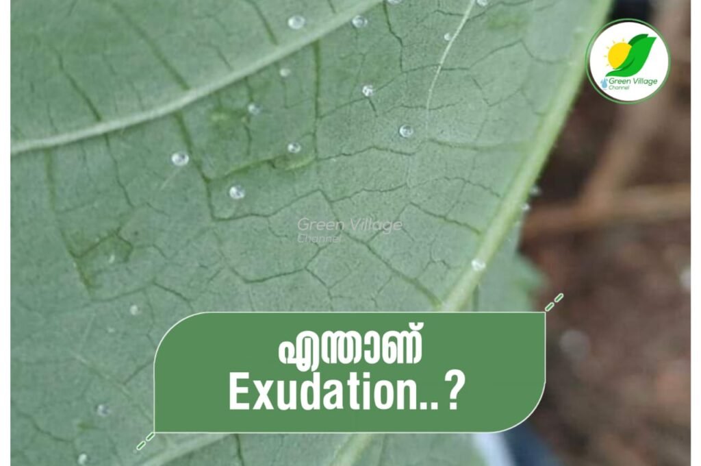 എന്താണ് Exudation..? | What's Exudation IMG 20231002 WA0075 1024x680