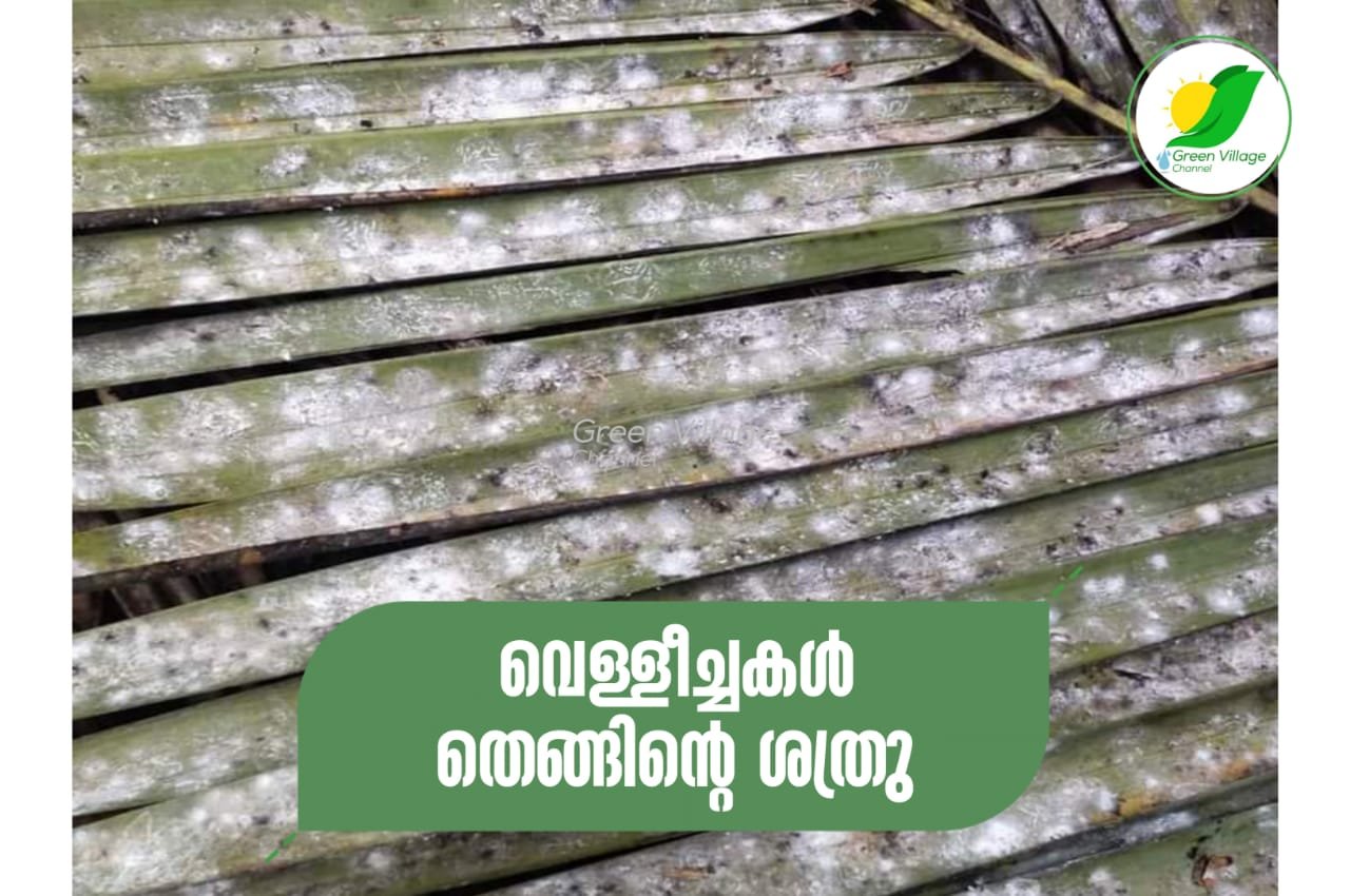 IMG 20231003 WA0031