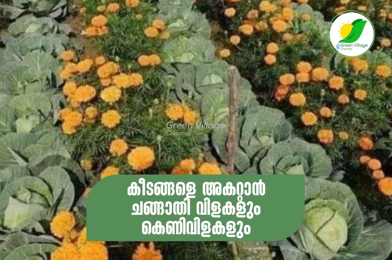 IMG 20231007 WA0000