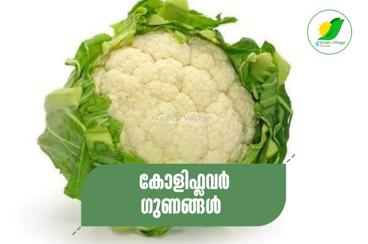 IMG 20231010 WA0105
