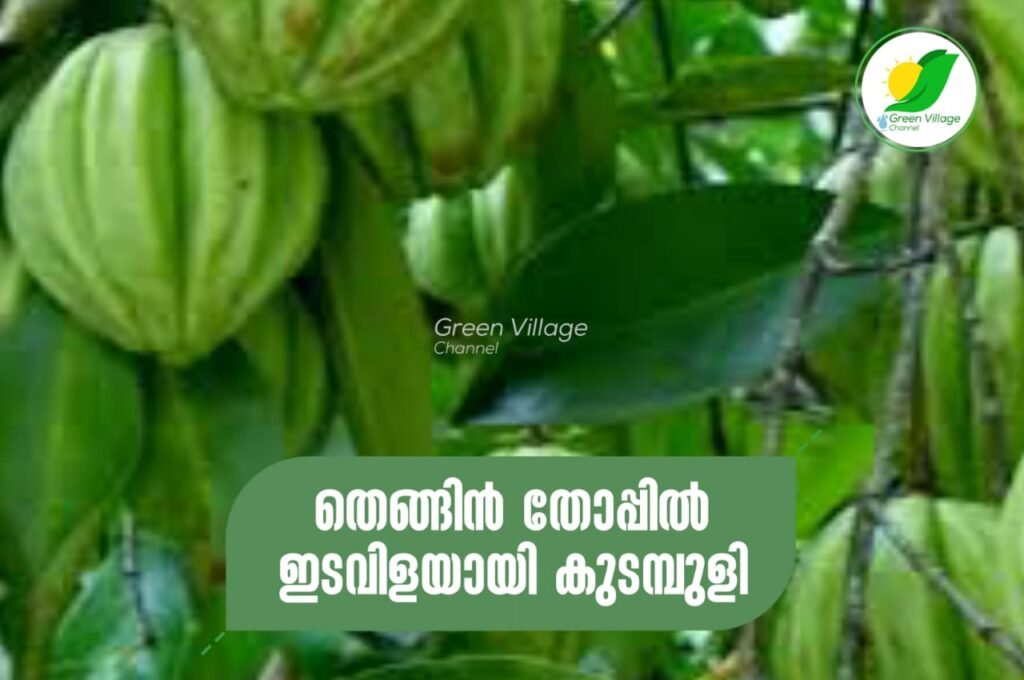 IMG 20231013 WA0054 1024x680