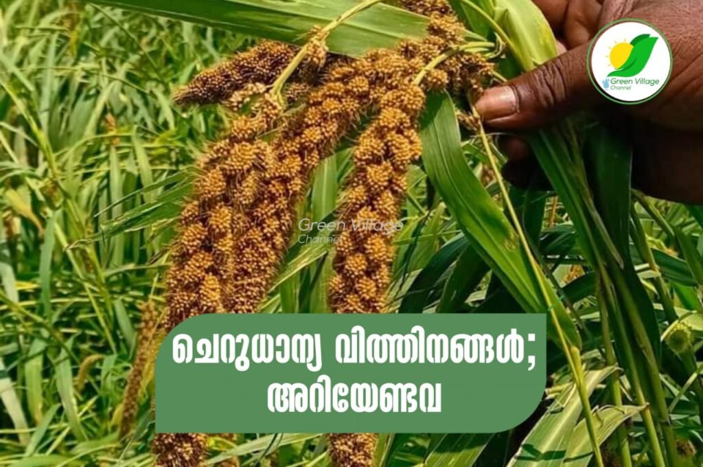 IMG 20231014 WA0002 1024x680