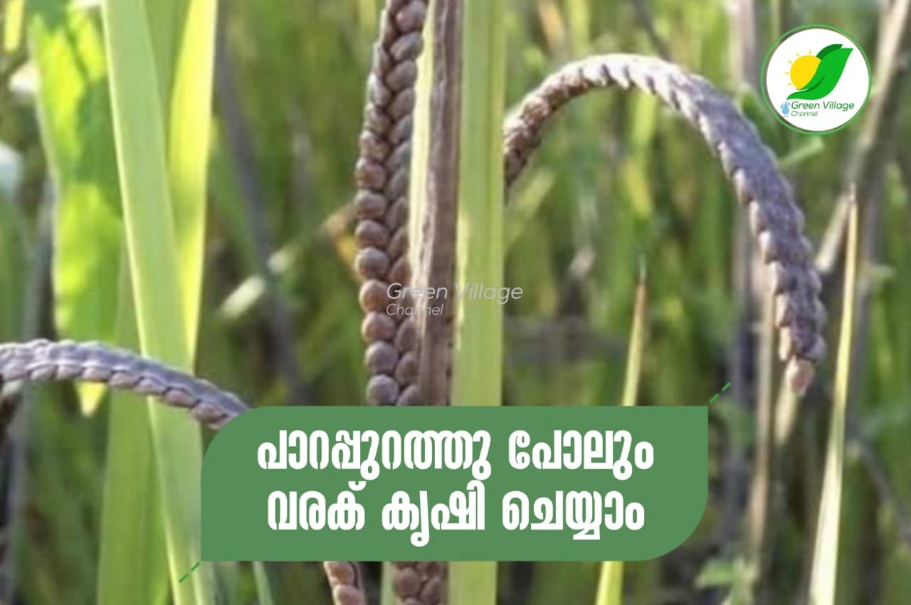 IMG 20231019 WA0080