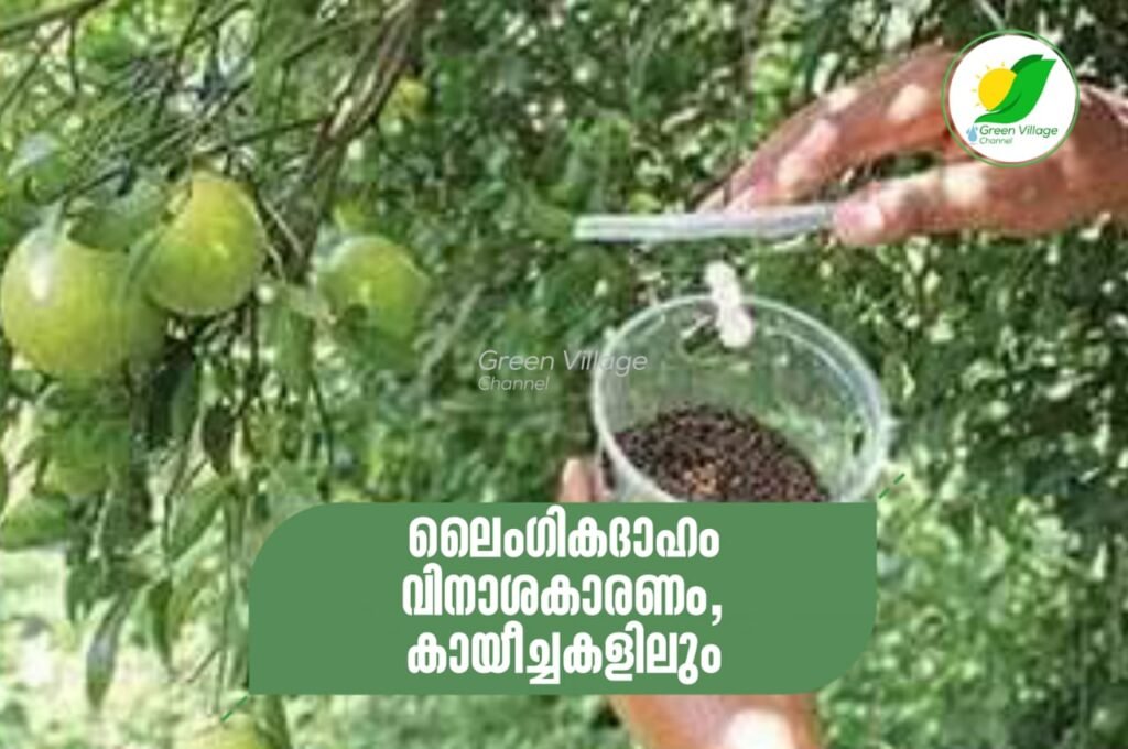 IMG 20231025 WA0045 1024x680