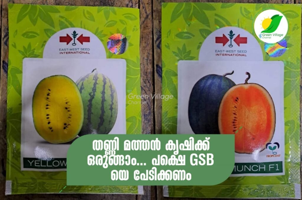 IMG 20231109 WA0034 1024x680