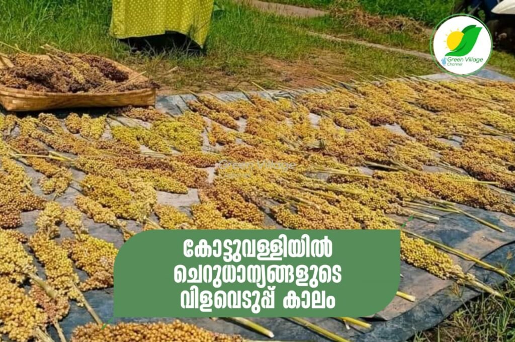 IMG 20231109 WA0035 1024x680