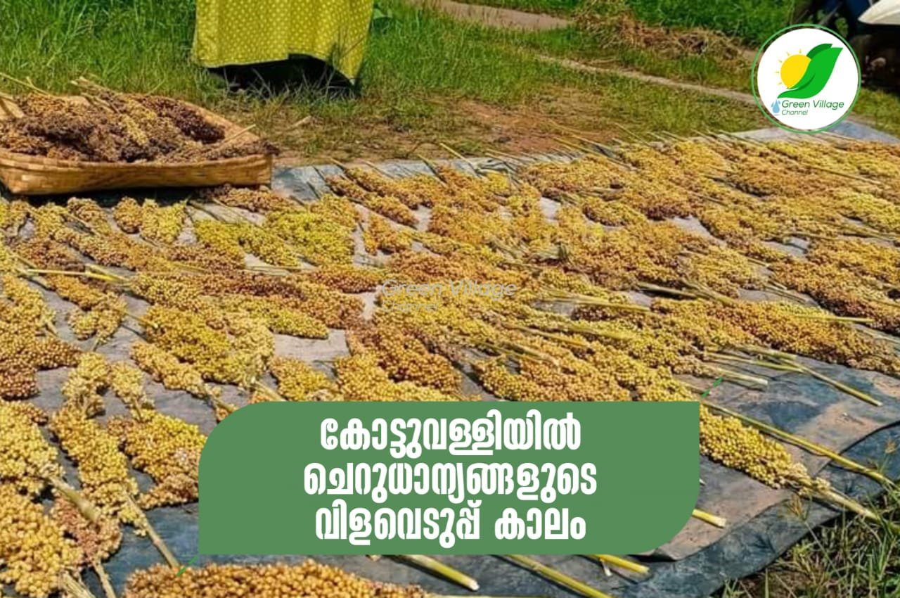 IMG 20231109 WA0035