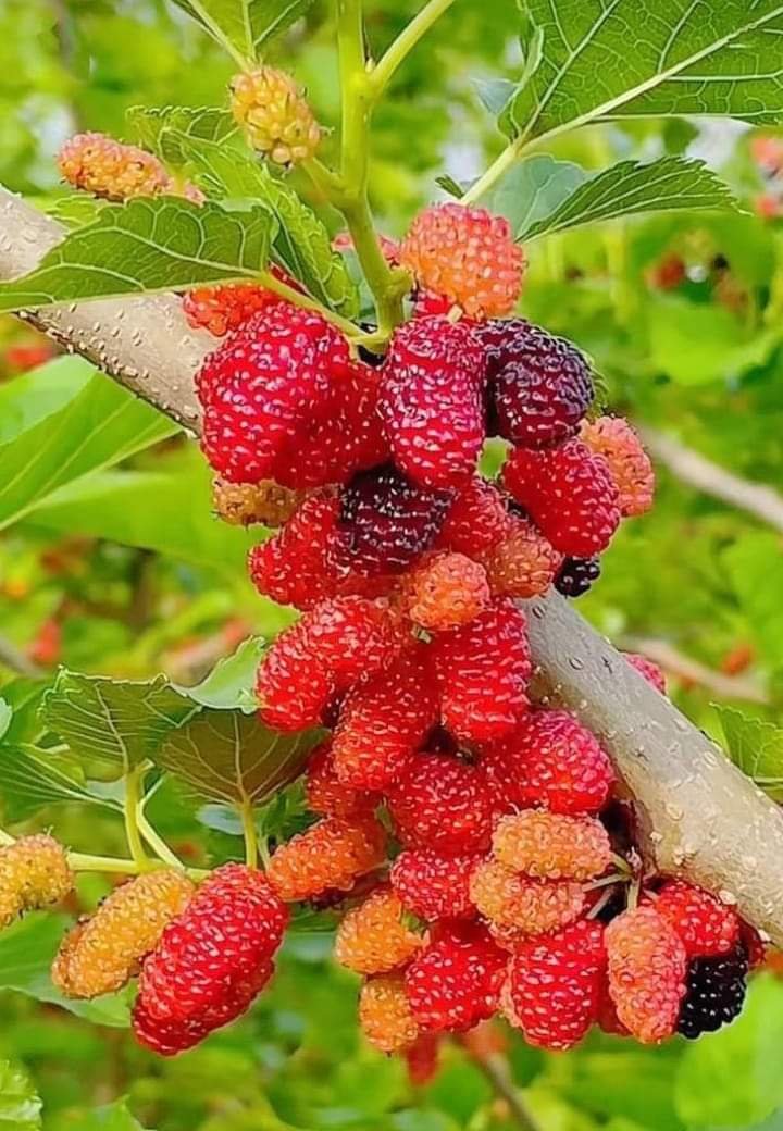 IMG 20240609 WA0025