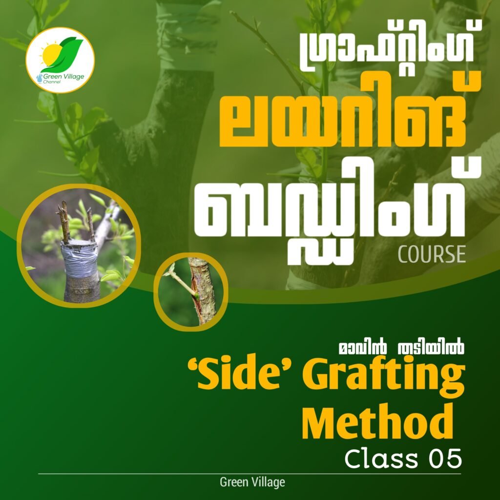 IMG 20240725 WA0115 1 1024x1024
