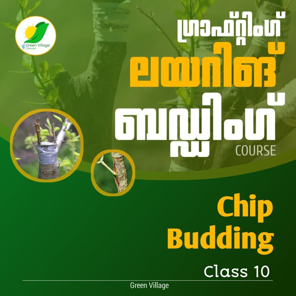 IMG 20240725 WA0129 1024x1024