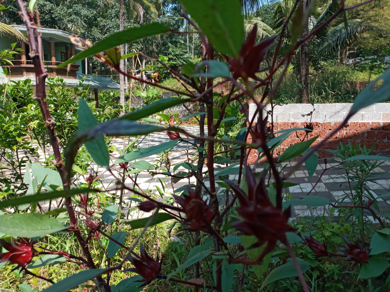 പുളി വെണ്ട - ഔഷവീര്യമുള്ള പച്ചക്കറി IMG 20240914 WA0003