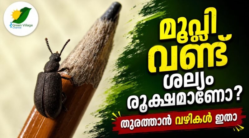 img 20260520 wa0596