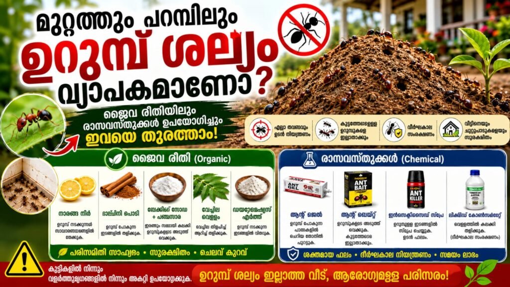 മുറ്റത്തും പറമ്പിലും ഉറുമ്പ് ശല്യം വ്യാപകമാണോ? ജൈവ രീതിയിലും രാസവസ്തുക്കൾ ഉപയോഗിച്ചും ഇവയെ തുരത്താം! img 20260528 wa0989