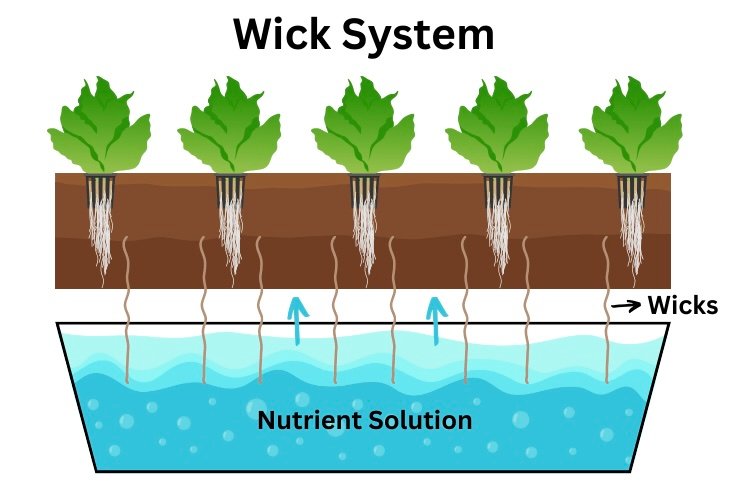 Kratky Method Plants