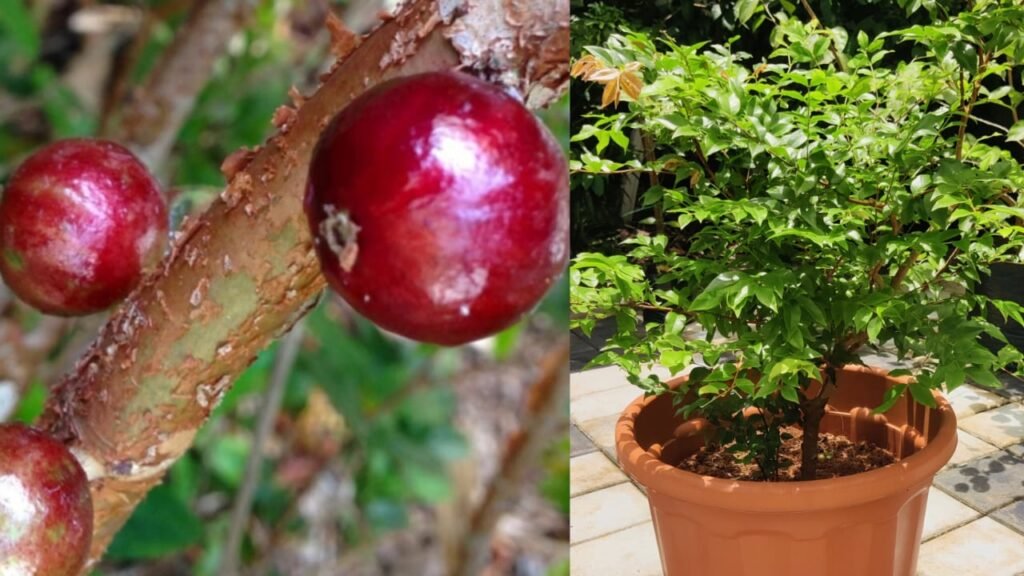 jaboticaba