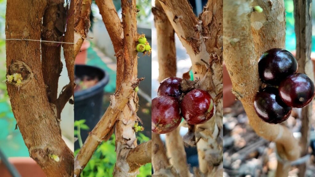 jaboticaba