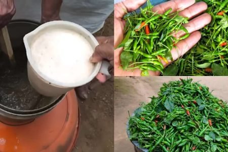 Kanthari Mulaku Krishi Easy Tips 450x300 1