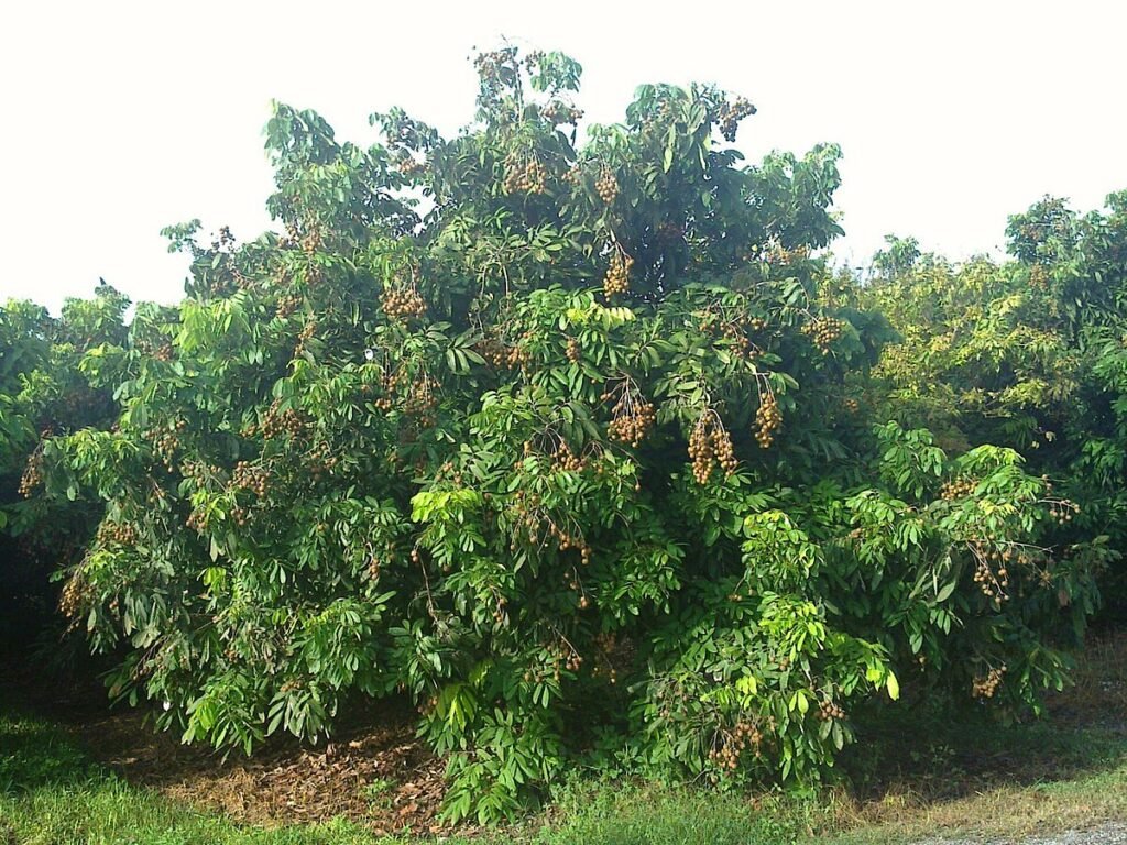 Longan Tree At Pine Island Nursery 1024x768