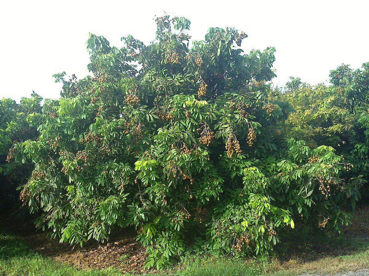 Longan Tree At Pine Island Nursery
