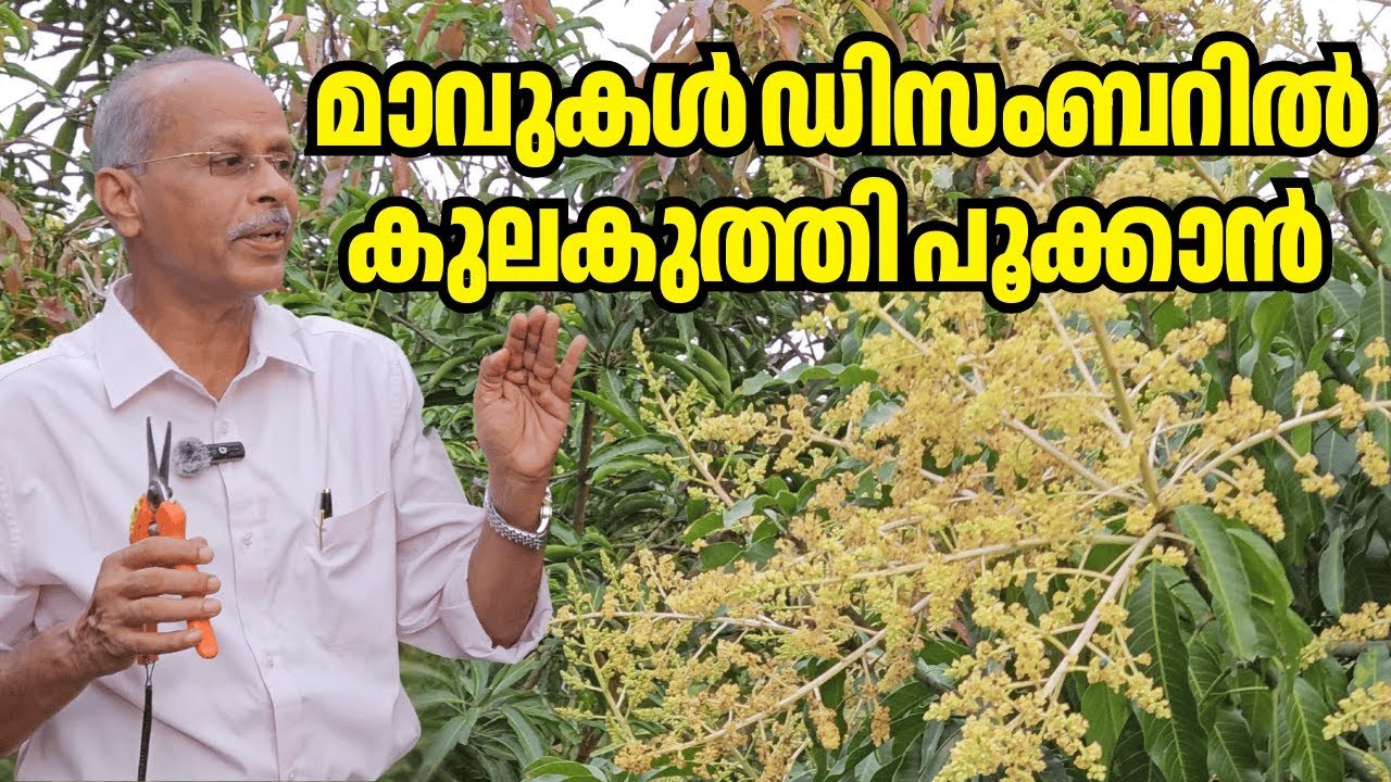 mango tree blooming in december: fertilizer, factors, and protection bagging | dr johny thomas