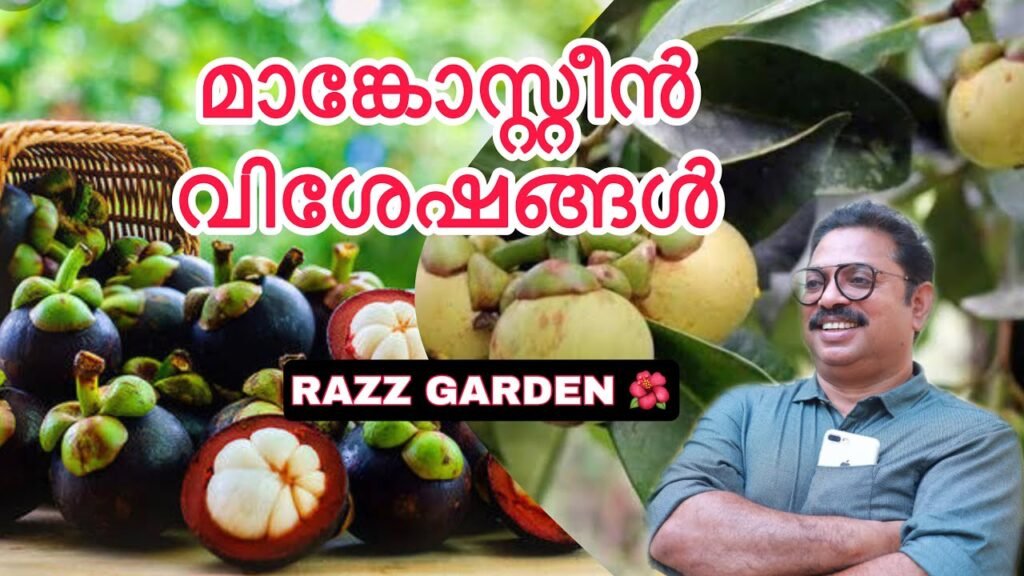 mangosteen fruit മാങ്കോസ്റ്റീൻ വിശേഷങ്ങൾ