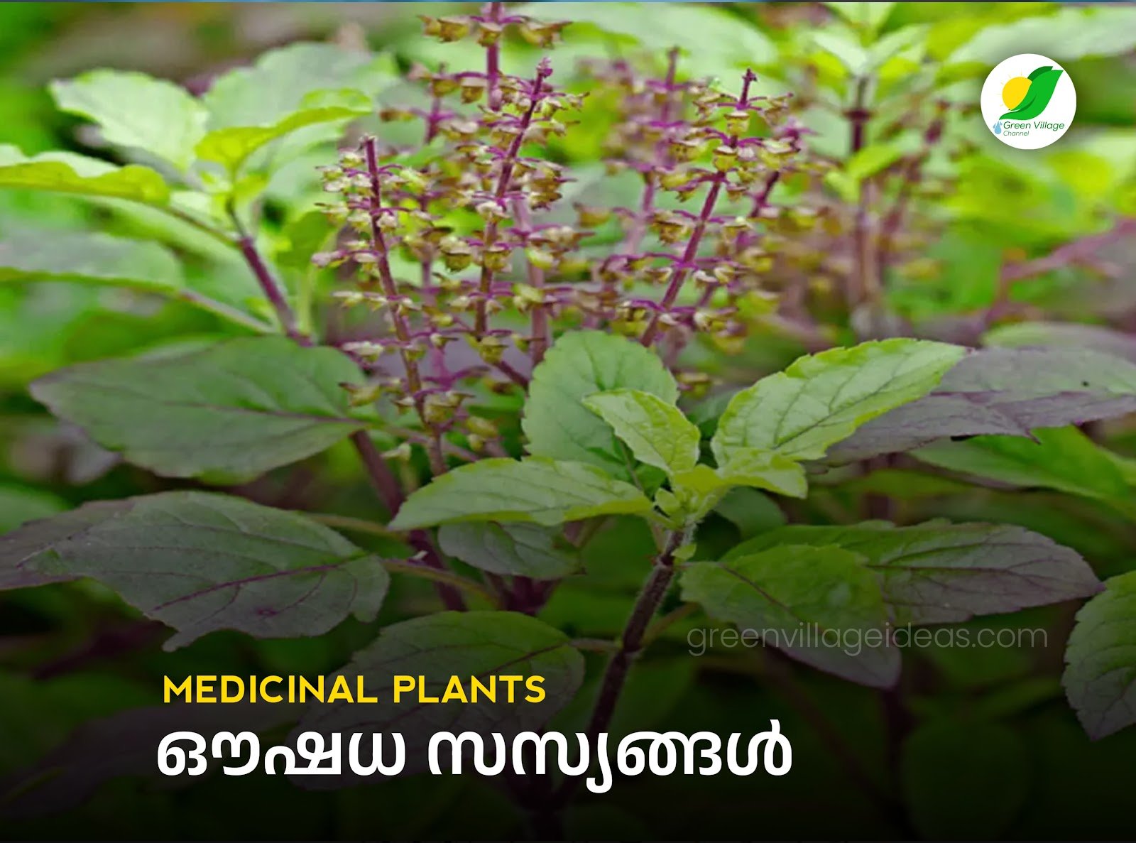 Medicinal20Plants