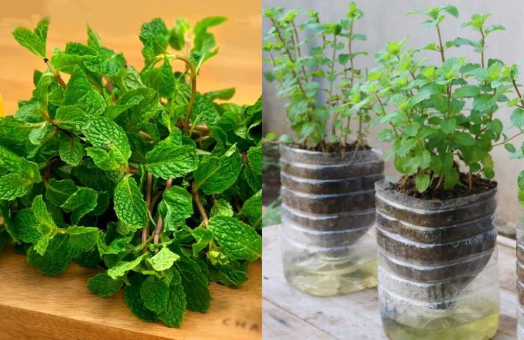 Mint Cultivation 1024x666