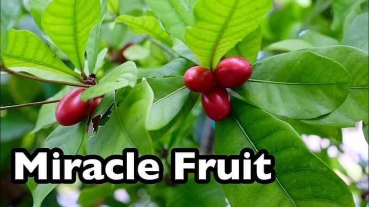 Miracle20Fruit