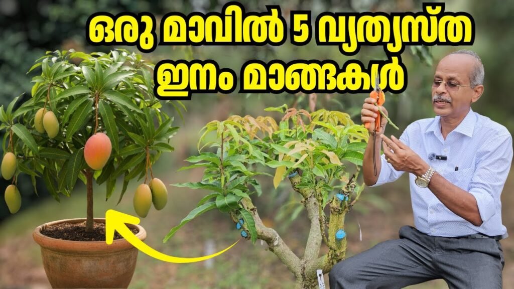 Multigrafting : Grow 5 Varieties on 1 Tree | Dr Johny Thomas | Mango Hives multigrafting : grow 5 varieties on 1 tree | dr johny thomas | mango hives