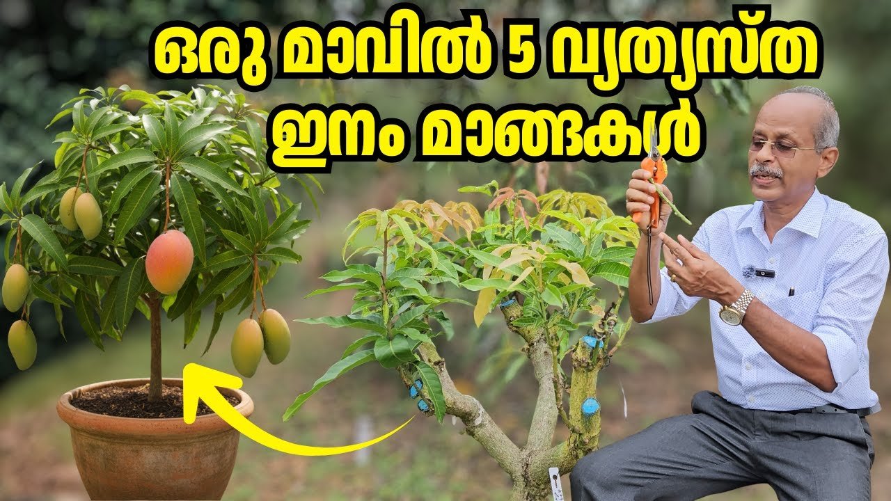 multigrafting : grow 5 varieties on 1 tree | dr johny thomas | mango hives