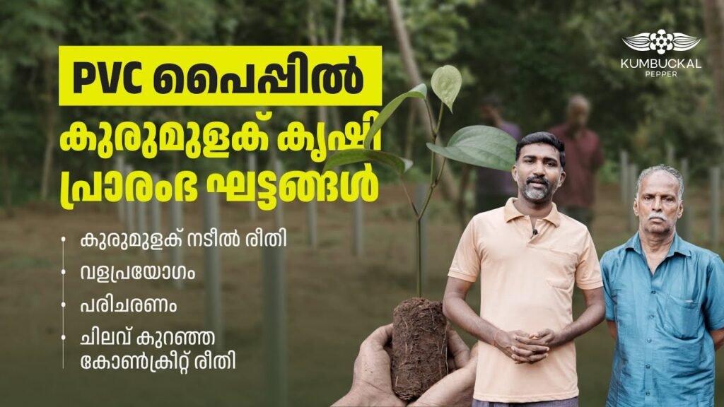 pvc യിൽ കുരുമുളക് കൃഷി | pepper farming in pvc