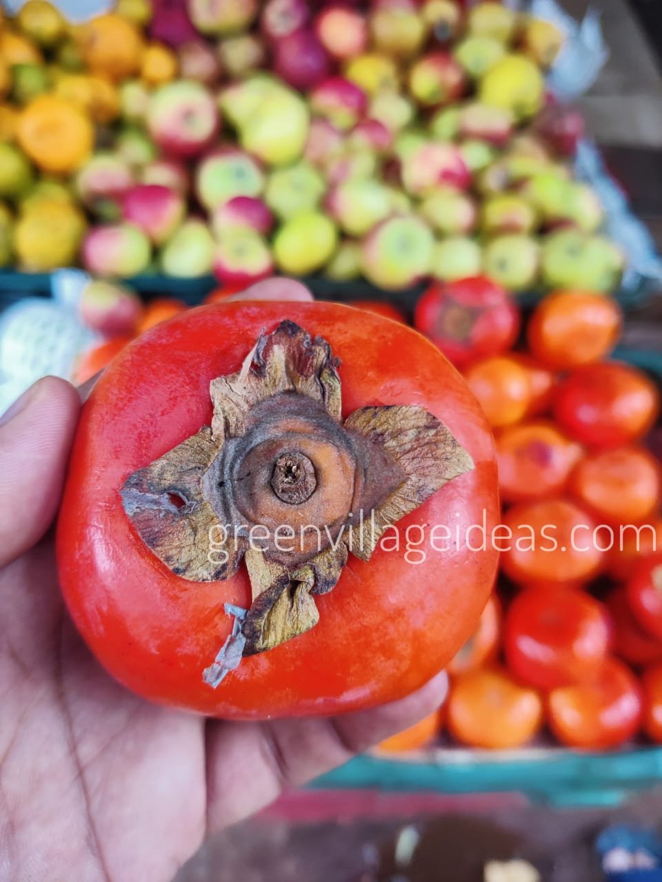 Persimmon20fruit204