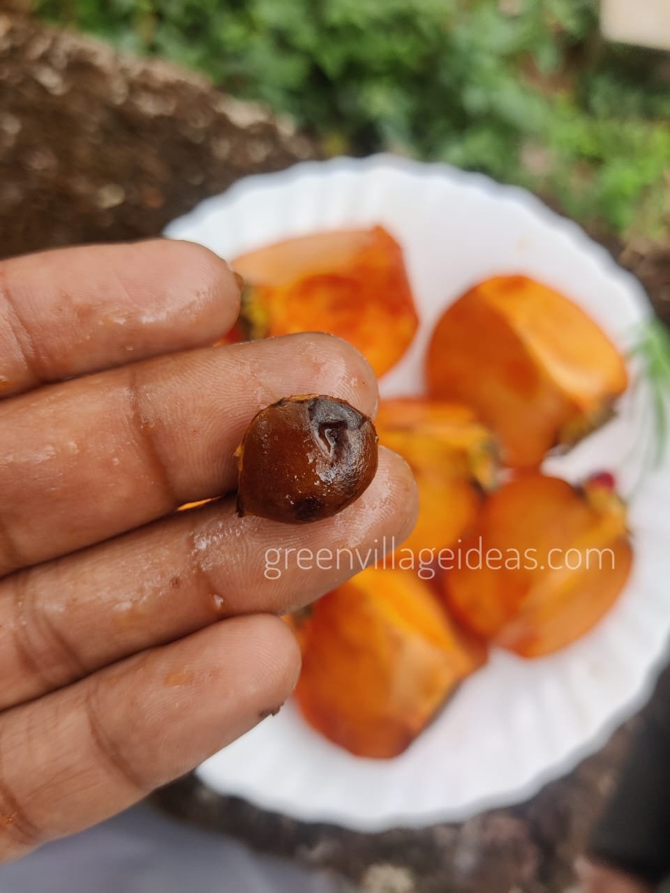 Persimmon20fruit20seed