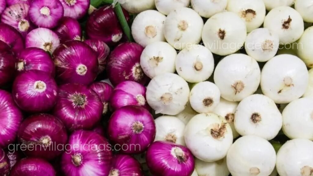Red20onion20or20white20onion20is20good20for20health 1024x576