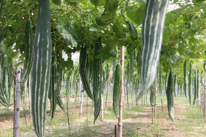 Sanak20Gourd