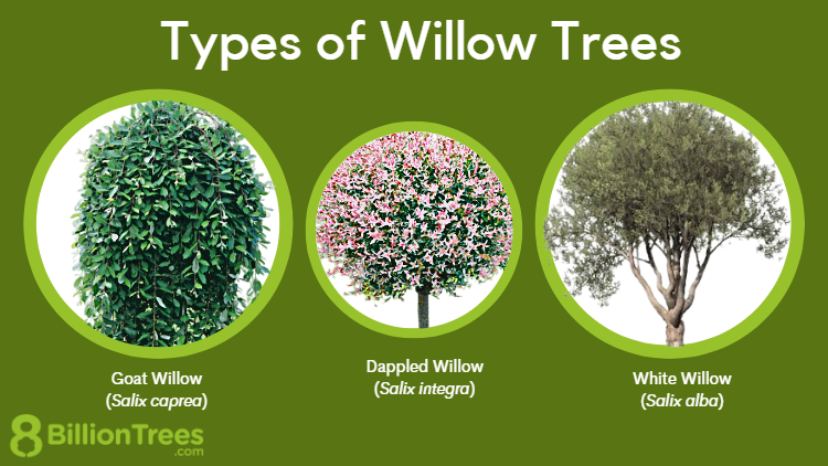 Types Of Willow Trees Featured Image