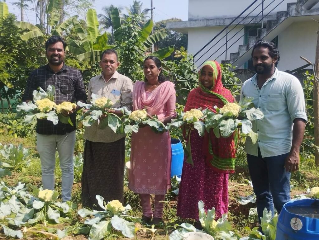 പാനായിക്കുളത്തെ ചിറയത്ത് ശീതകാല പച്ചക്കറി കൃഷി വിളവെടുപ്പ് തുടങ്ങി WhatsApp20Image202023 01 0320at2012.32.3220PM201 1024x771