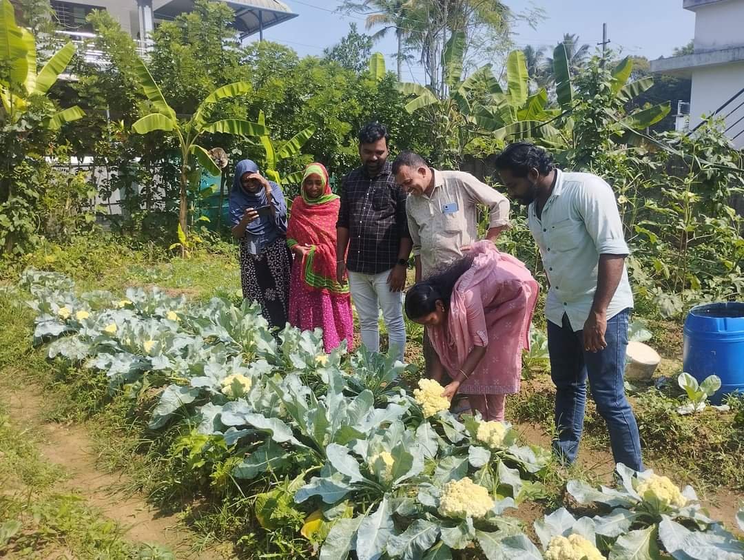 പാനായിക്കുളത്തെ ചിറയത്ത് ശീതകാല പച്ചക്കറി കൃഷി വിളവെടുപ്പ് തുടങ്ങി WhatsApp20Image202023 01 0320at2012.32.3220PM202